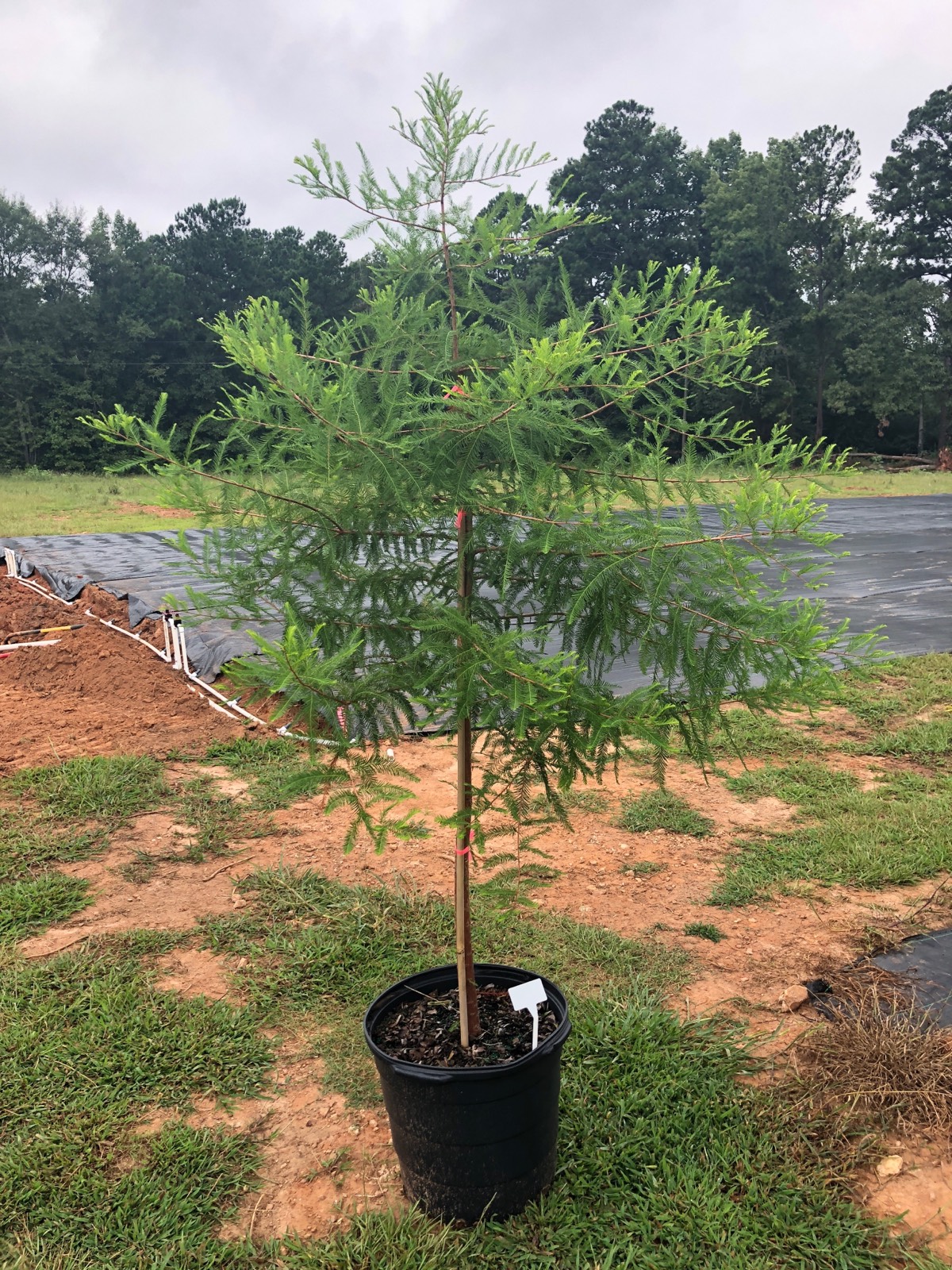 bald-cypress-15-gallon-tree-georgia-tree-farm