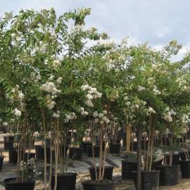 Tree With White Flowers