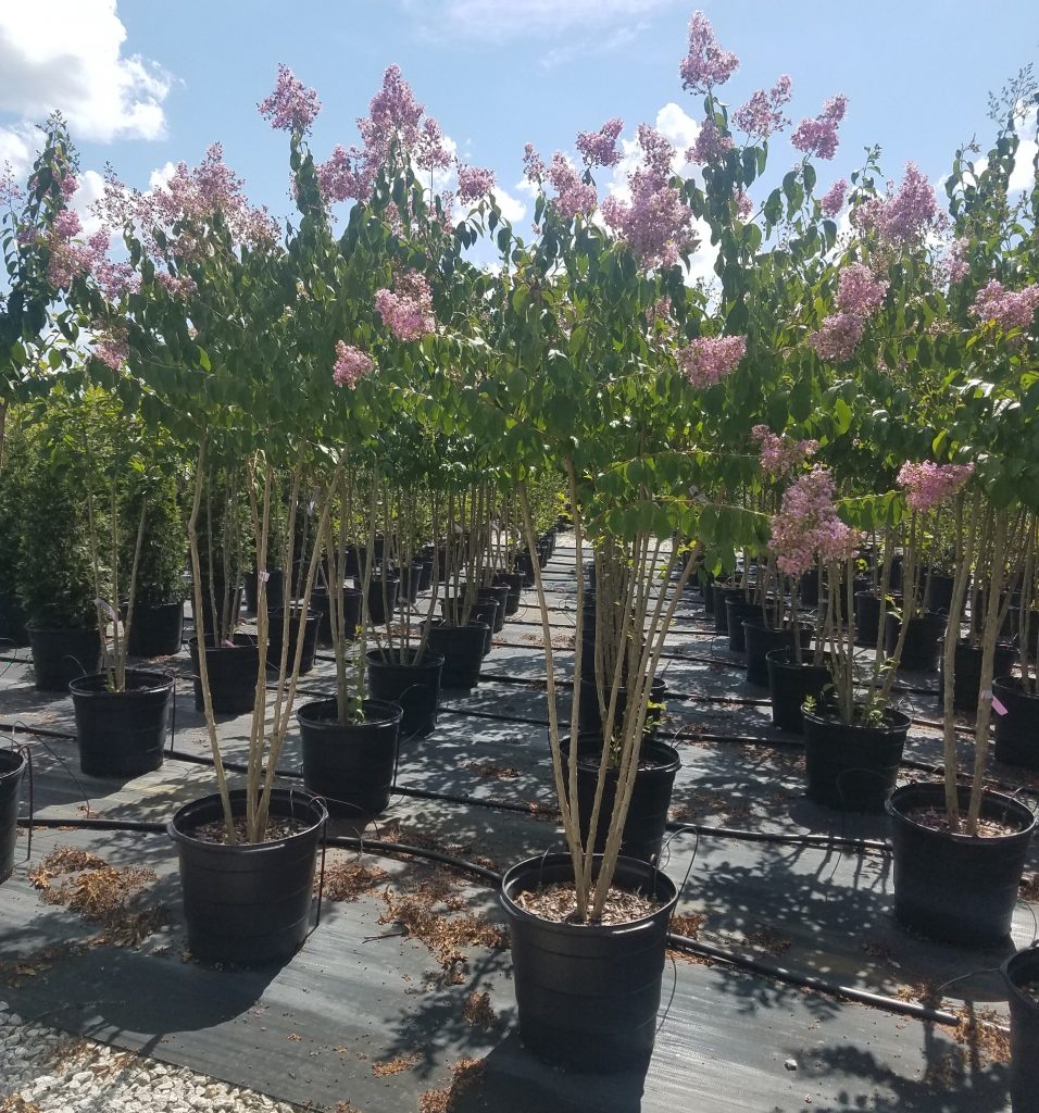 muskogee crape myrtle tree farm prices