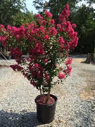 Cost of Tonto Crape Myrtle Trees