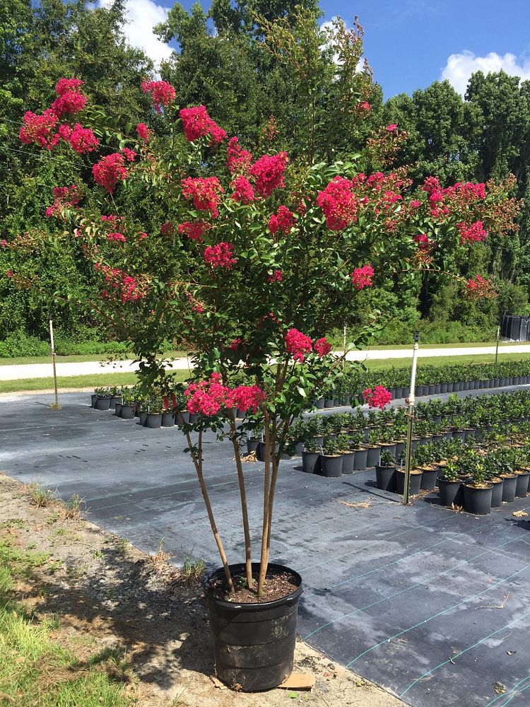 Tuscarora Crape Myrtle Prices