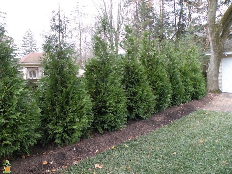 Green giant arborvitae on sale for sale