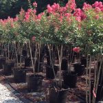 sioux crape myrtle trees for sale