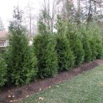 Green Giant Arborvitae