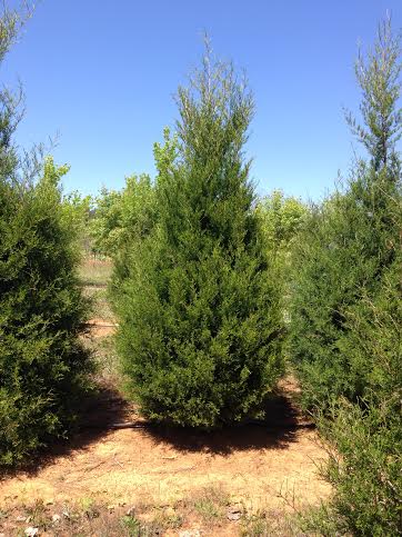 Cedar Trees For Sale in Georgia