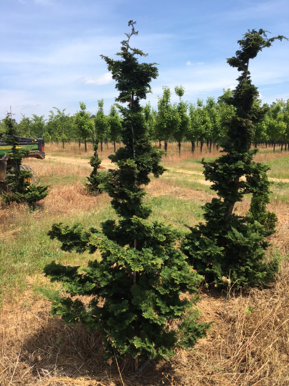 Hinoki Cypress - Georgia Tree Farm