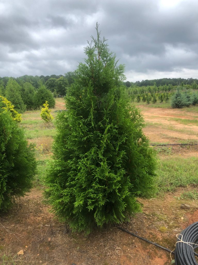 Steeplechase Arborvitae - Georgia Tree Farm